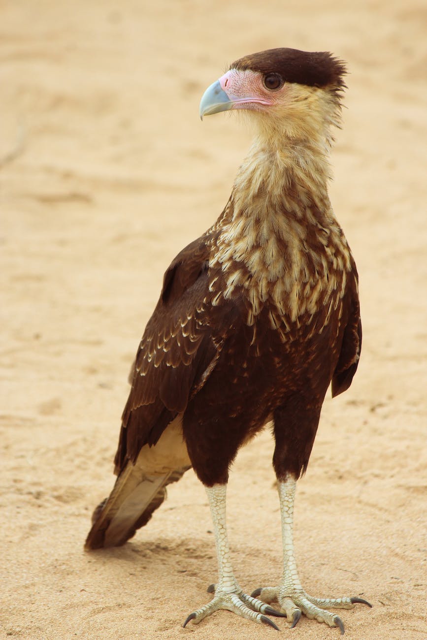 close up shot of a bird